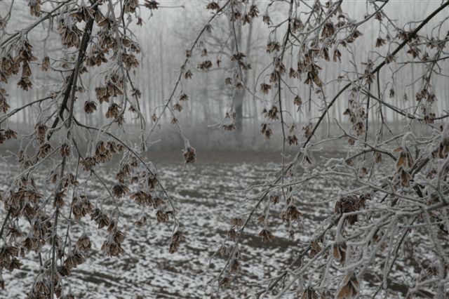 DSC 0061